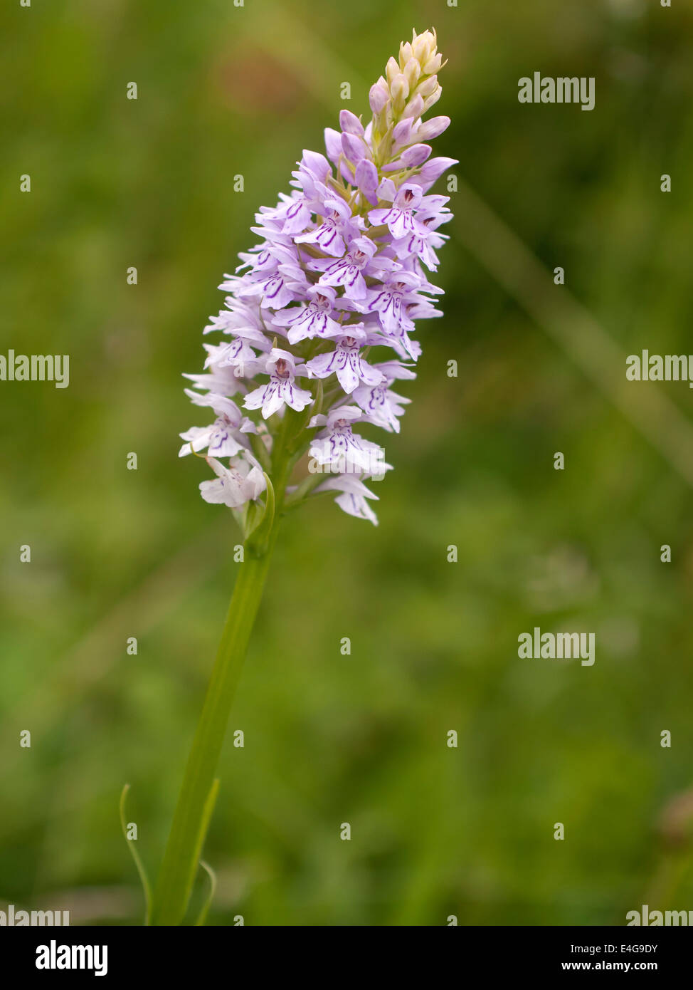 Una chiusura di un singolo spike della comune spotted orchid ( Dactylorhiza fuchsii ) Foto Stock