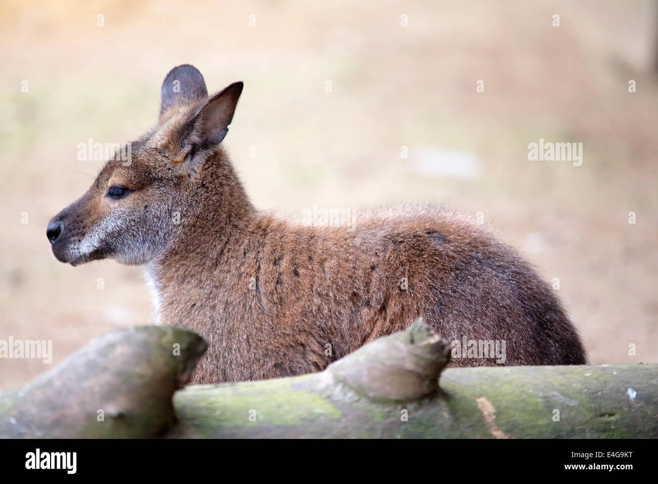 Un canguro è seduta dietro un log Foto Stock