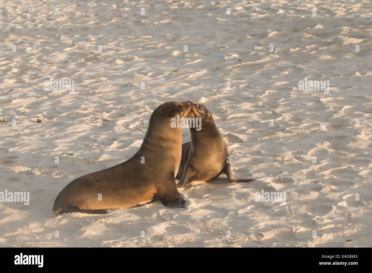 I leoni di mare delle isole Galapagos Foto Stock