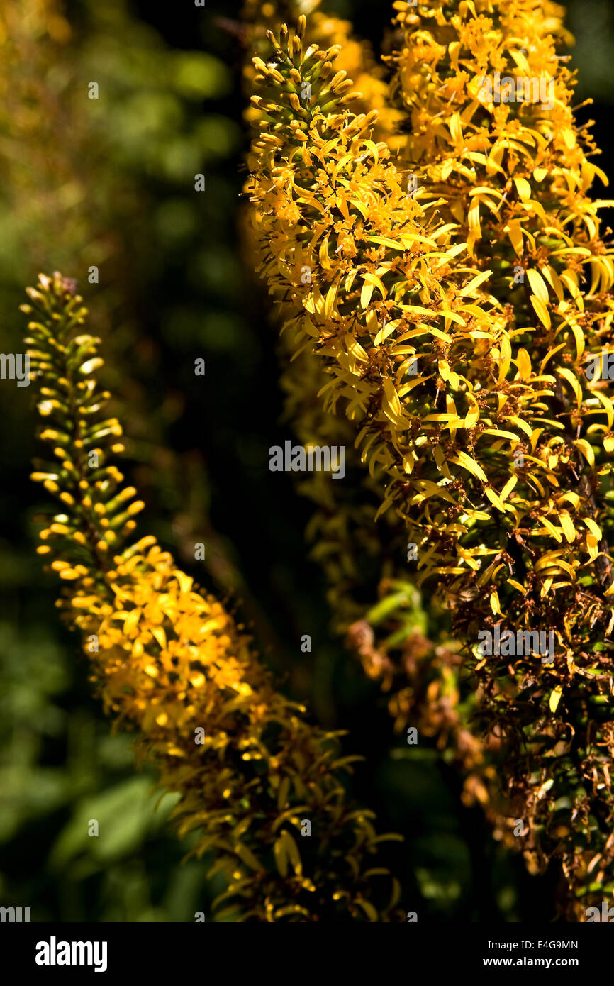Il giallo dorato dei fiori di Compositae Ligularia Przewalskii arbusto dalla Cina del nord all'interno della Dundee Botanical Gardens, Regno Unito Foto Stock