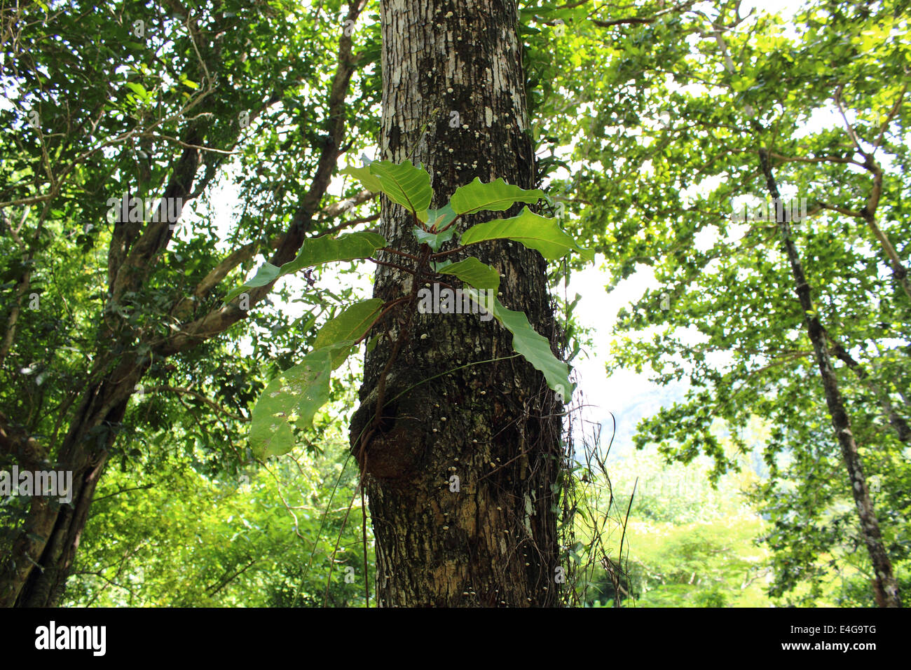 Orchidee pendente da un tronco di albero in Thailandia foresta di pioggia Foto Stock