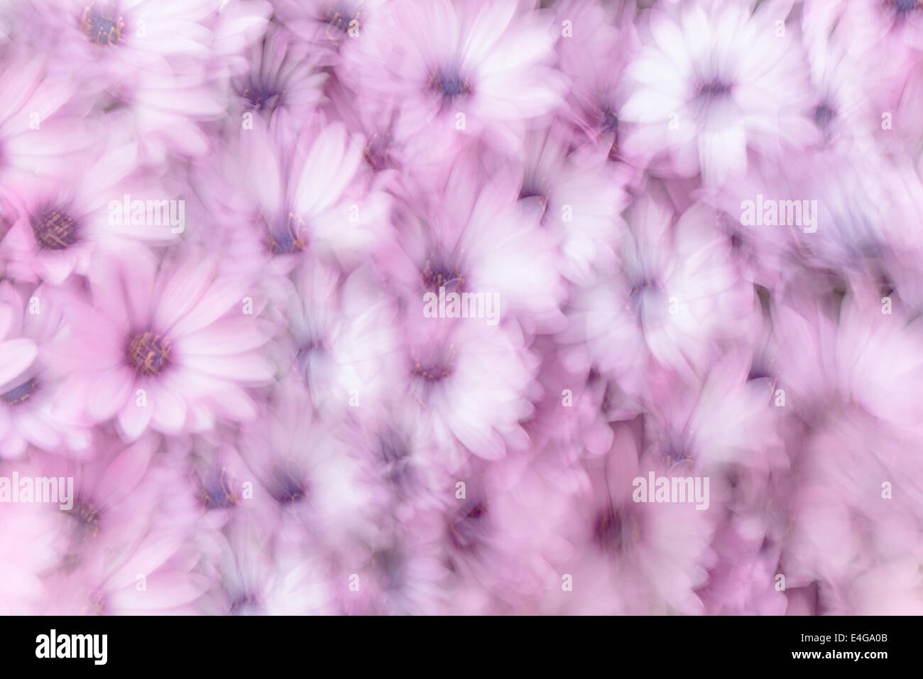 Sfondo sognante di rosa fiori di margherita, campo fiorito, naturale freschezza astratta, spring garden, in slow motion Foto Stock
