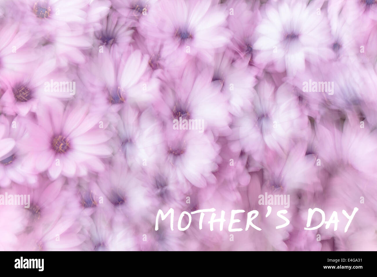 La festa della mamma biglietto di auguri, auguri, regalo per mamma e sognanti sullo sfondo di rosa fiori di margherita, campo fiorito in primavera Foto Stock