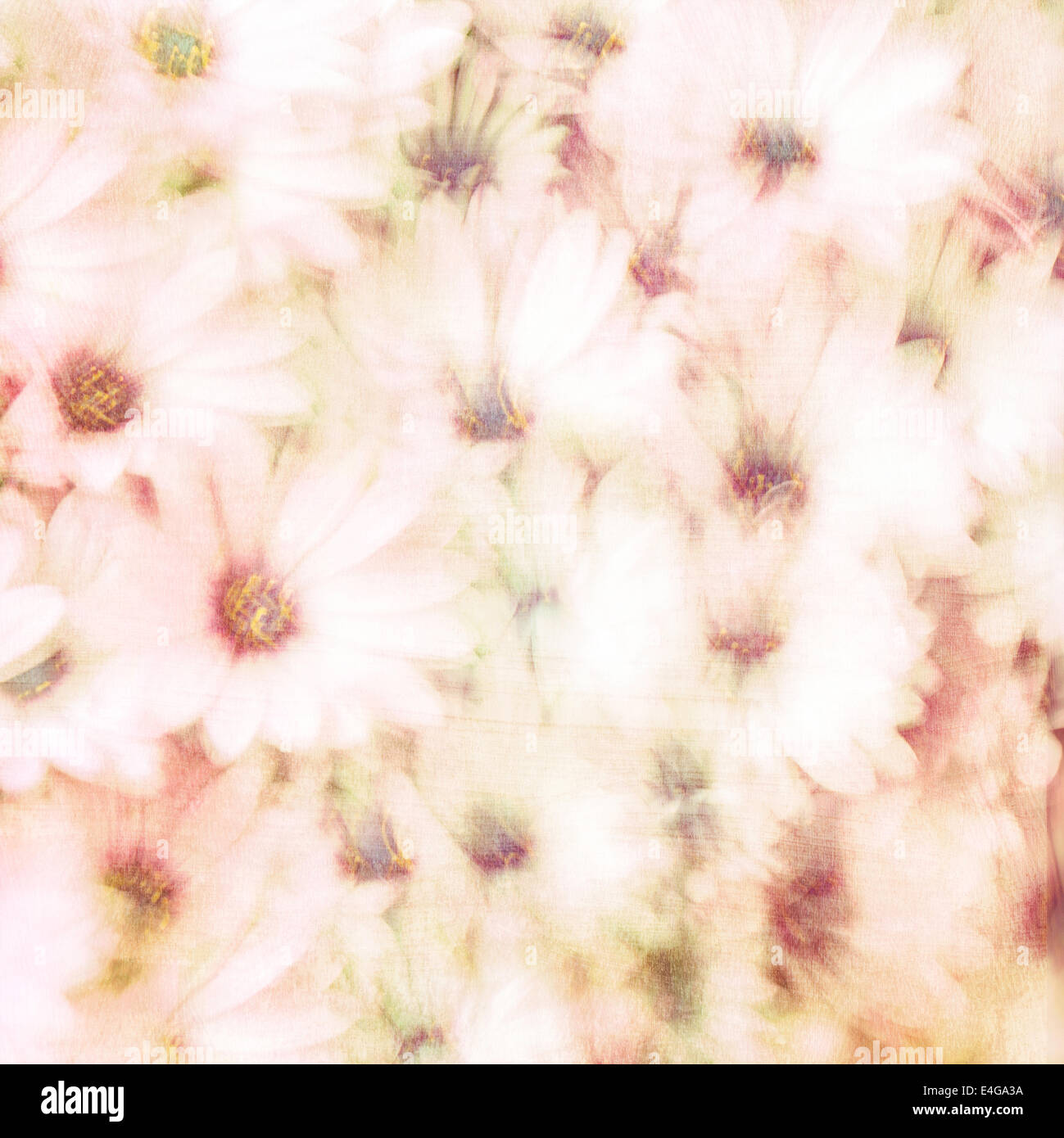 Bellissimo sfondo floreale, astratta consistenza naturale, delicati fiori a margherita, arte, floreale, gara con carta da parati floreale Foto Stock