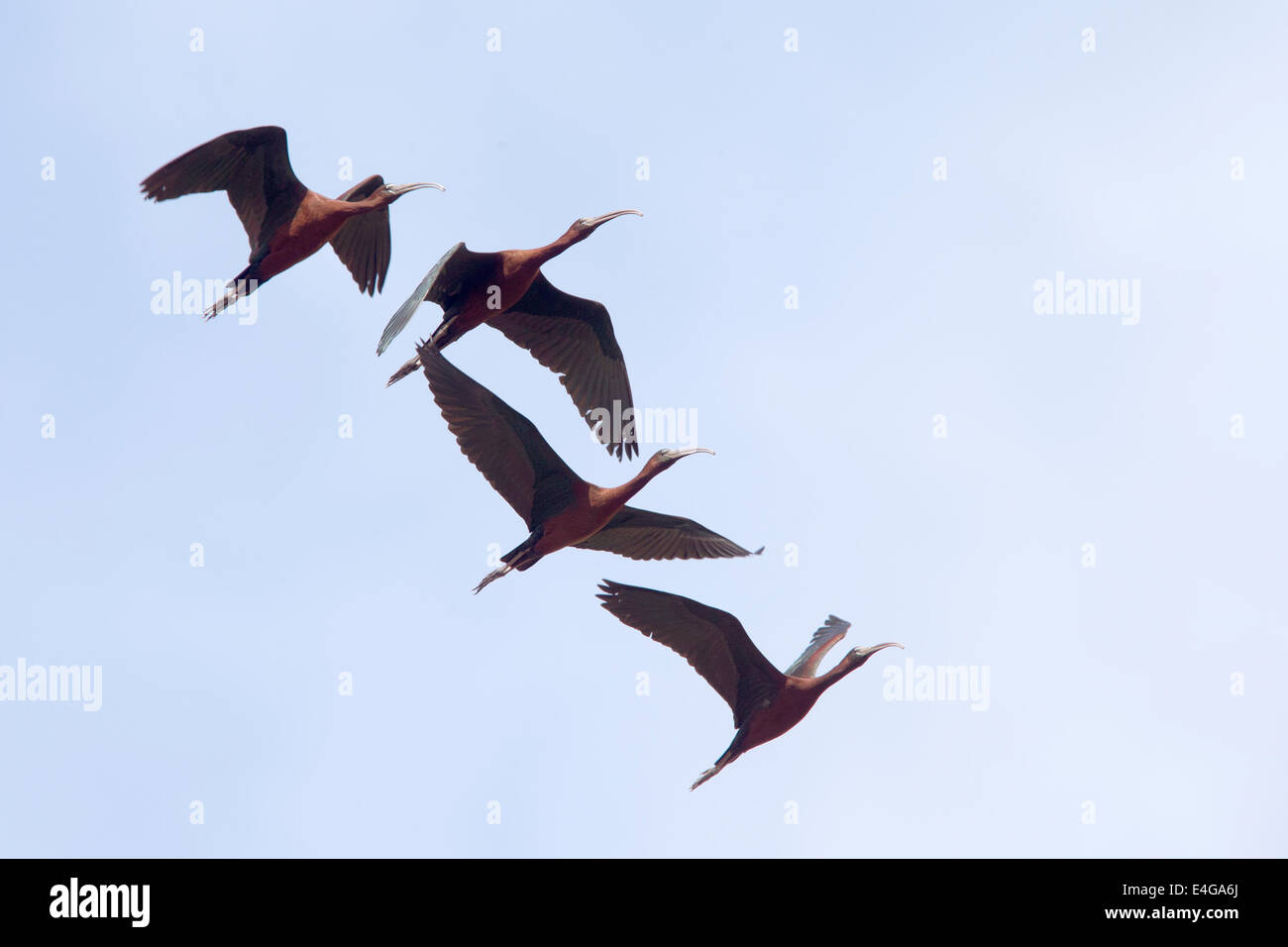 Un gregge di quattro Glossy Ibis in volo contro un cielo blu, Manavgat, Turchia. Foto Stock