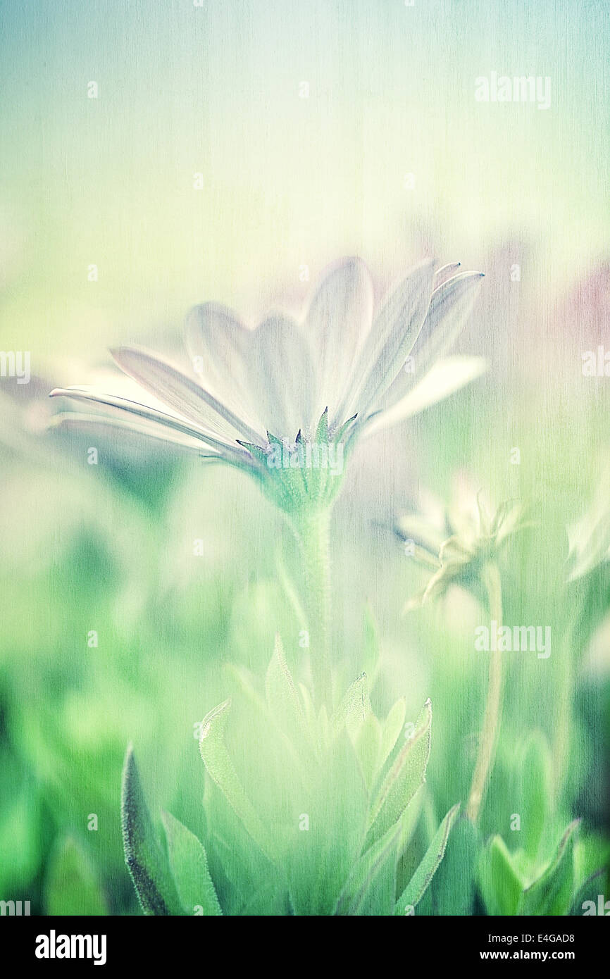 Delicato campo a margherita, soft focus, arte, foto con effetto di sfocatura, bellissimi fiori bianchi, screensaver floreali, la bellezza di Natura Foto Stock