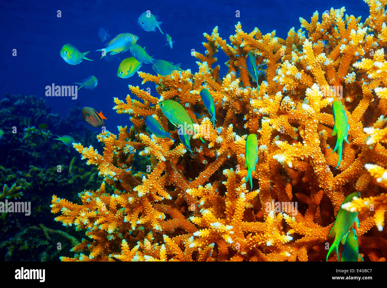 Bella barriera corallina sfondo, piccoli pesci verde vicino al giardino di corallo, vita marina esotica vicino a isole Maldive, estate tropicale Foto Stock