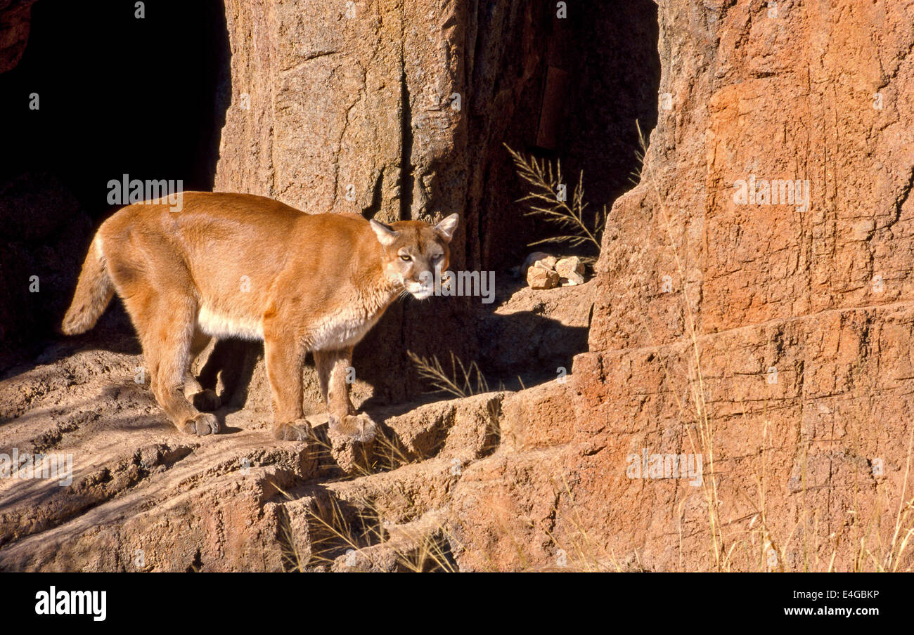 Una montagna di lion prowls nella sua ri-habitat creato all'Arizona-Sonora Desert Museum, casa di 230 altre specie della fauna selvatica in Tucson, Arizona, Stati Uniti. Foto Stock