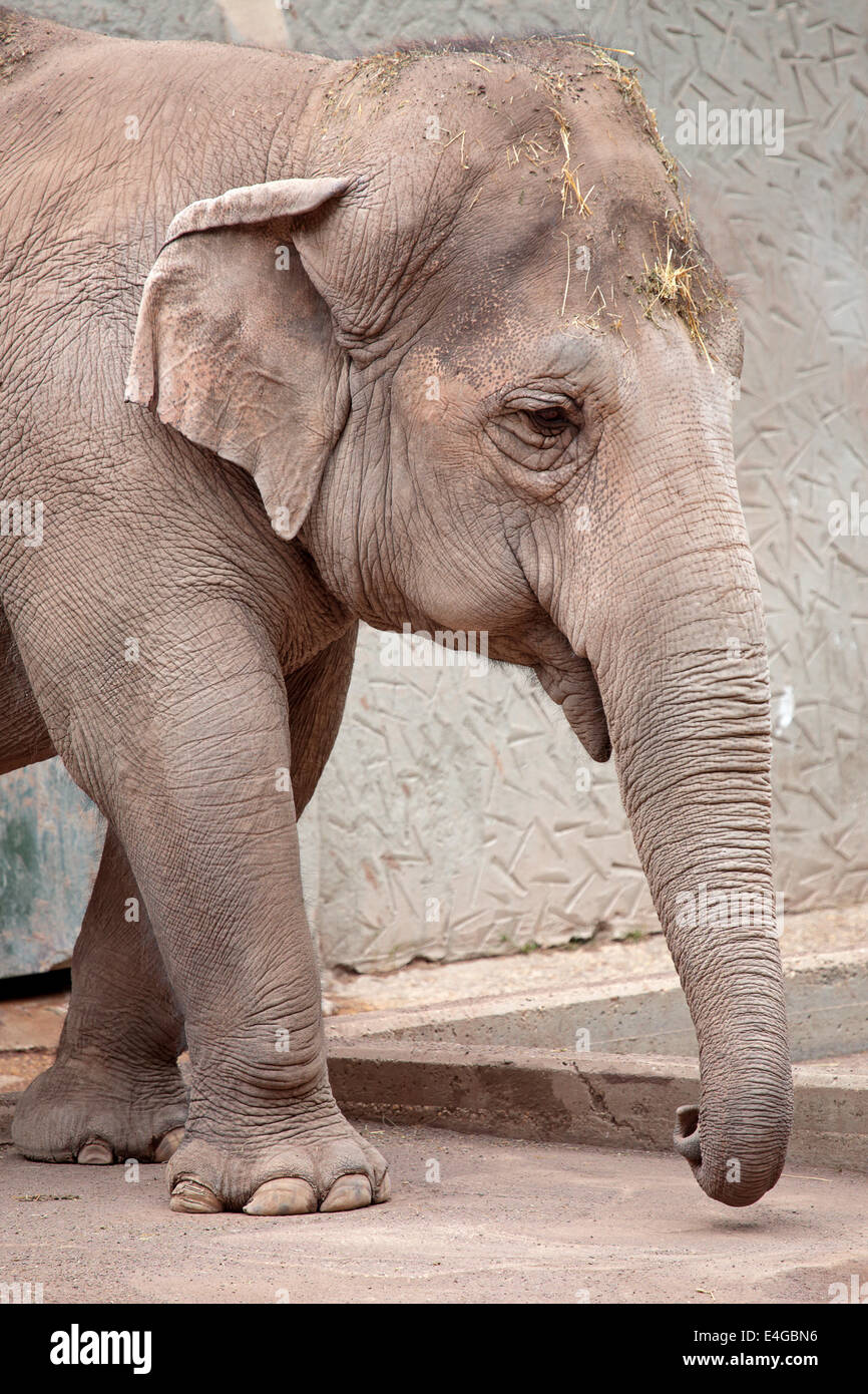 Un elefante asiatico (Elephas maximus) è fortemente a piedi Foto Stock