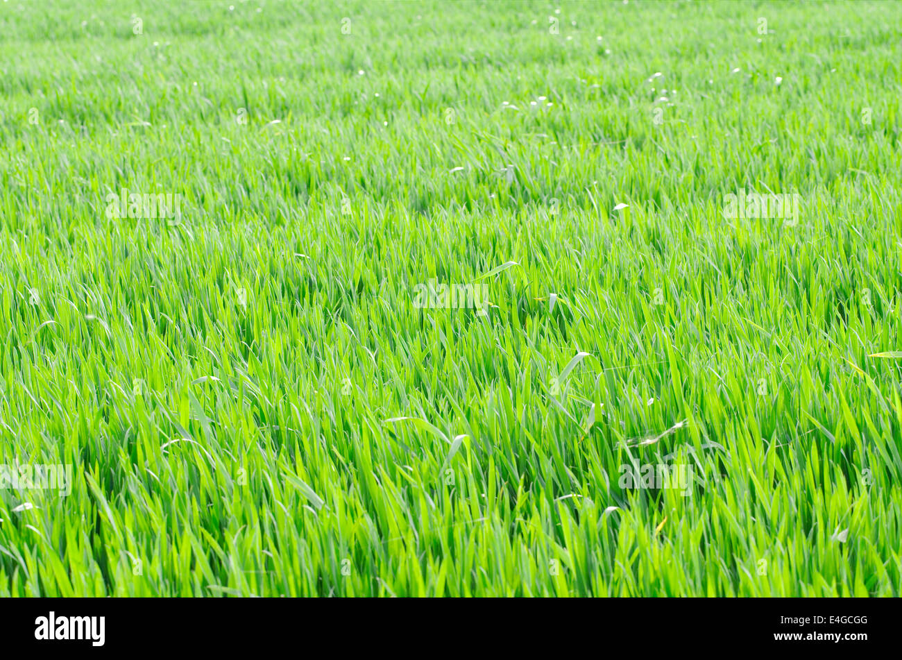 Verde vivace Campo di grano nella luce del sole di primavera Foto Stock