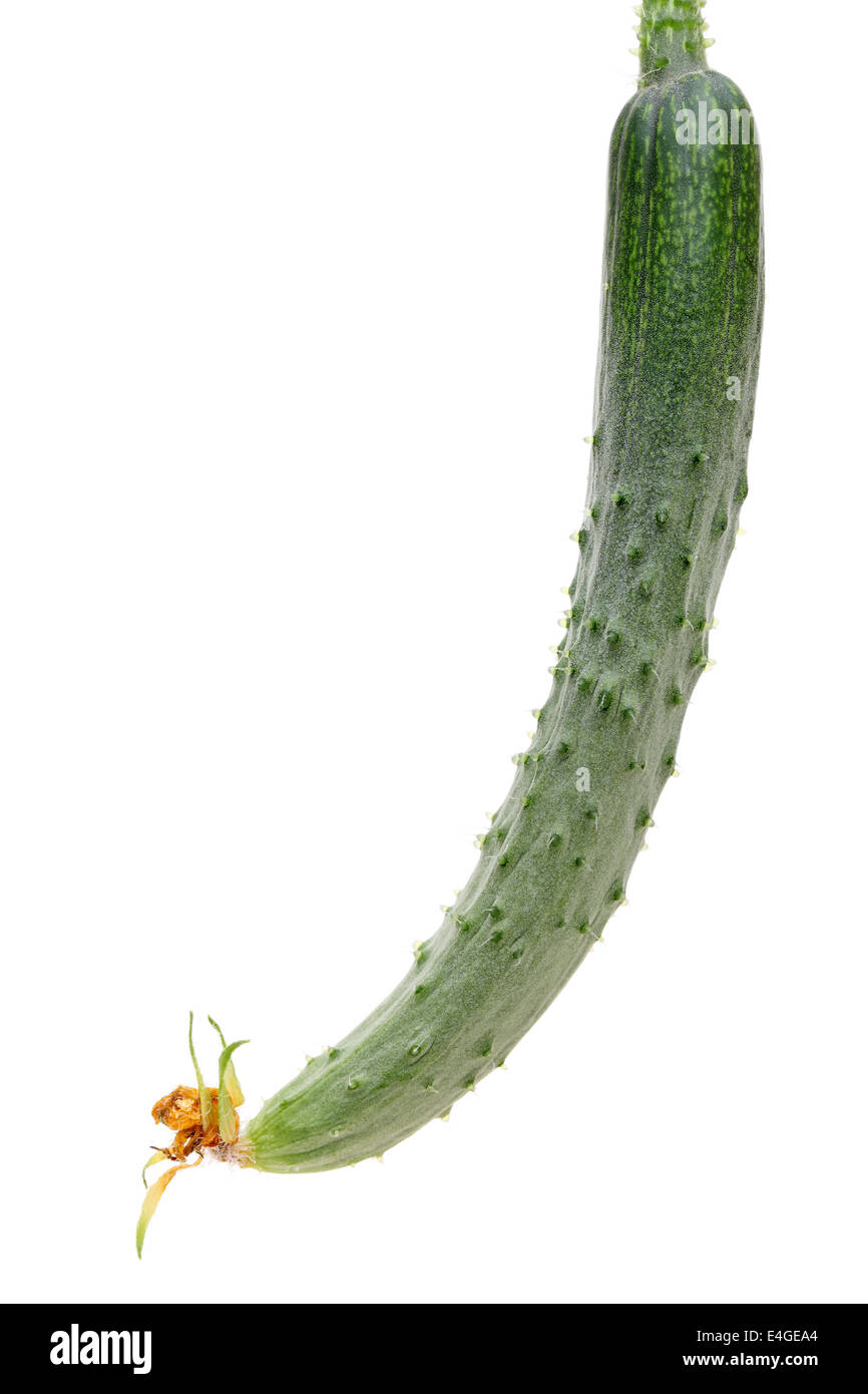 Il cetriolo con fiore secco su sfondo bianco Foto Stock