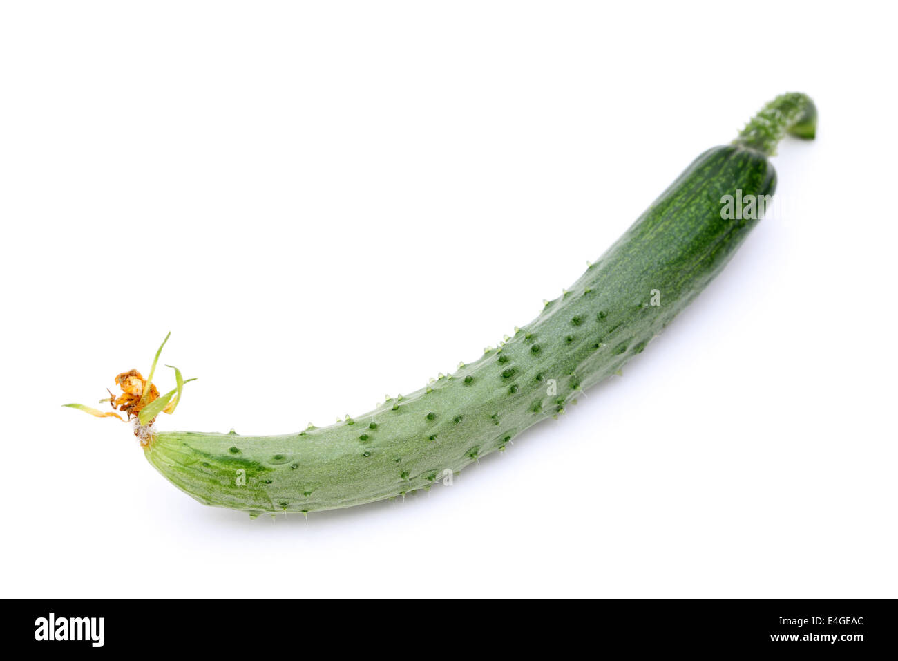 Il cetriolo con fiore secco su sfondo bianco Foto Stock