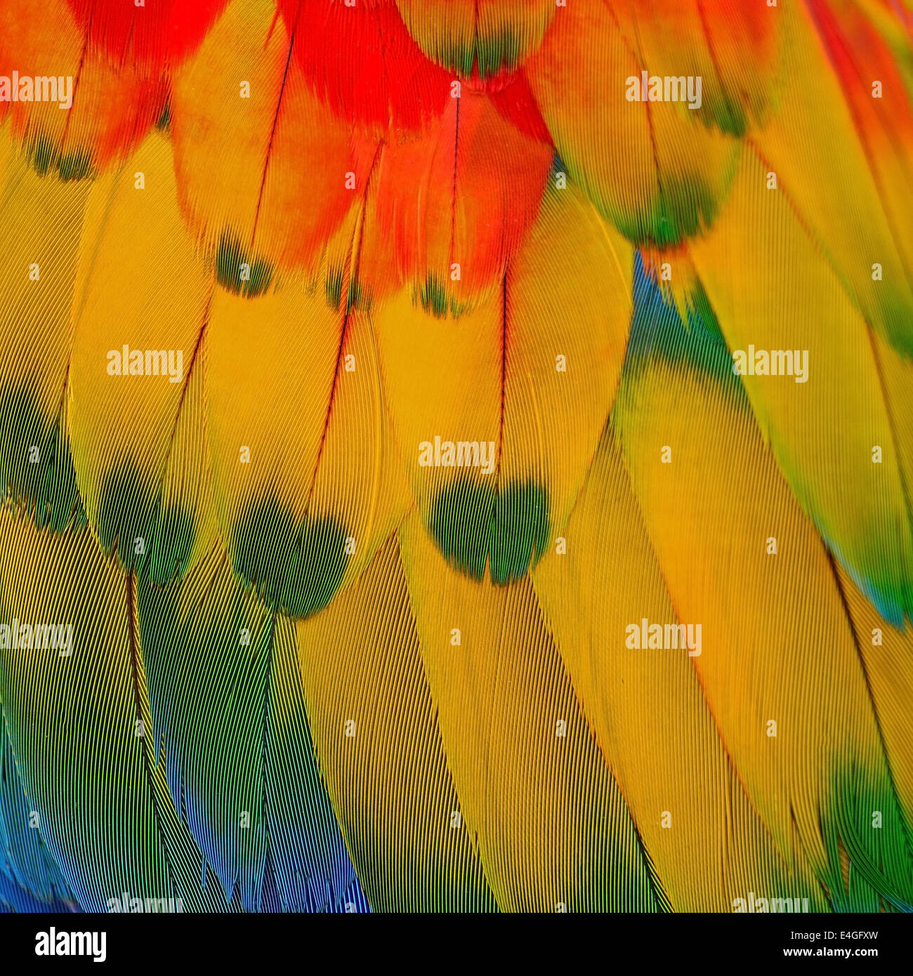 Uccelli variopinti piume, Scarlet Macaw piume sfondo texture Foto Stock