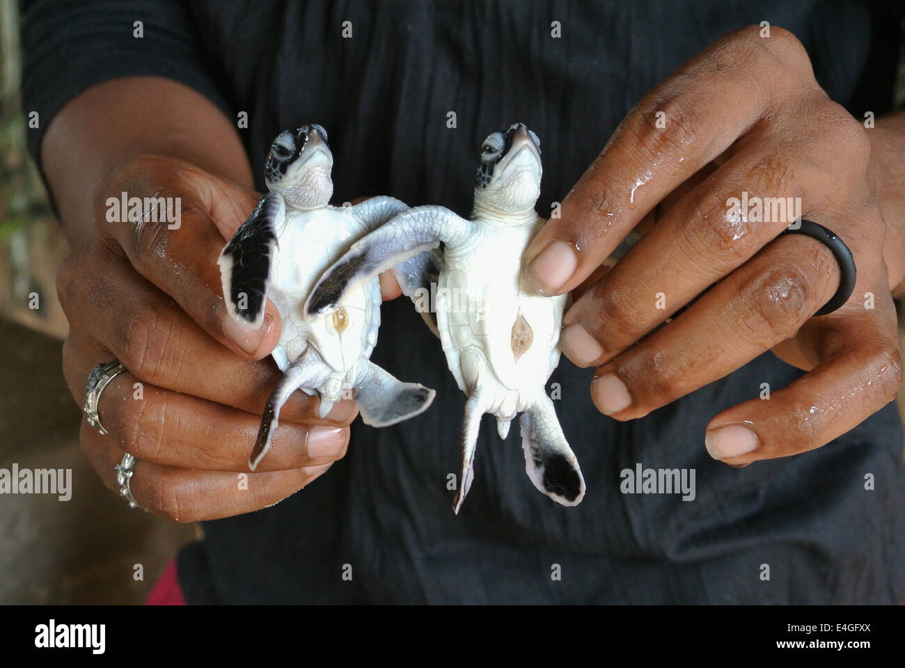 Due baby tartarughe da un incubatoio in Bentota, Sri Lanka, sono nelle mani di un locale. Solo le mani sono visibili. Foto Stock