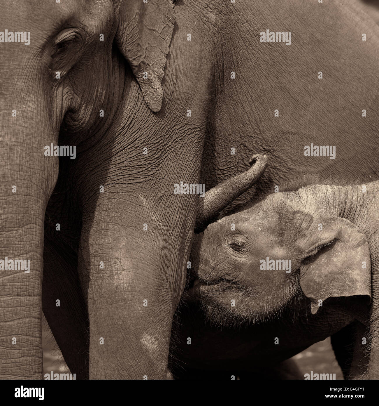 Baby dello Sri Lanka elephant allattamento al seno a Pinnewala l'Orfanotrofio degli Elefanti in Kegalle, Sri Lanka Foto Stock