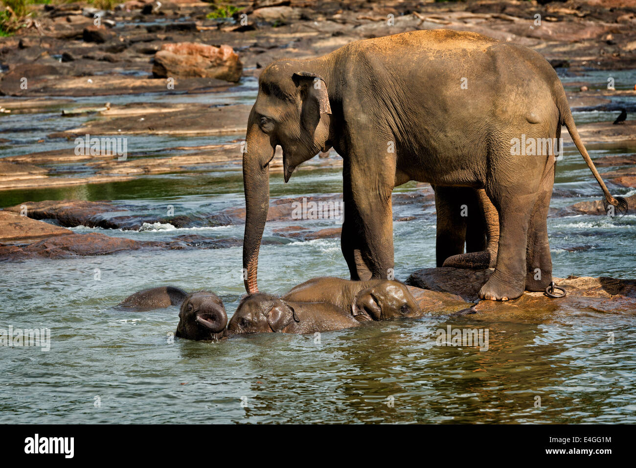 Elefante adulto supervisionare i ragazzi che hanno preso il loro bagno nel fiume a Pinnewala l'Orfanotrofio degli Elefanti in Kegalle nello Sri Lanka Foto Stock