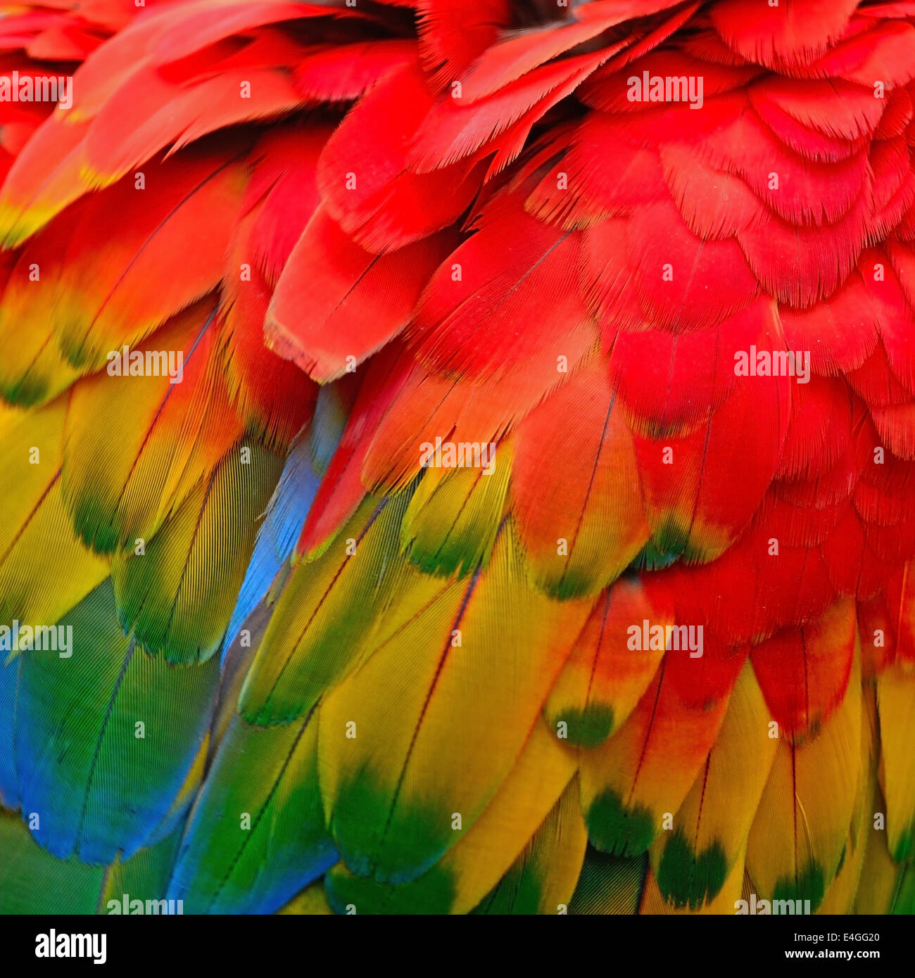 Uccelli variopinti piume, Scarlet Macaw piume sfondo texture Foto Stock