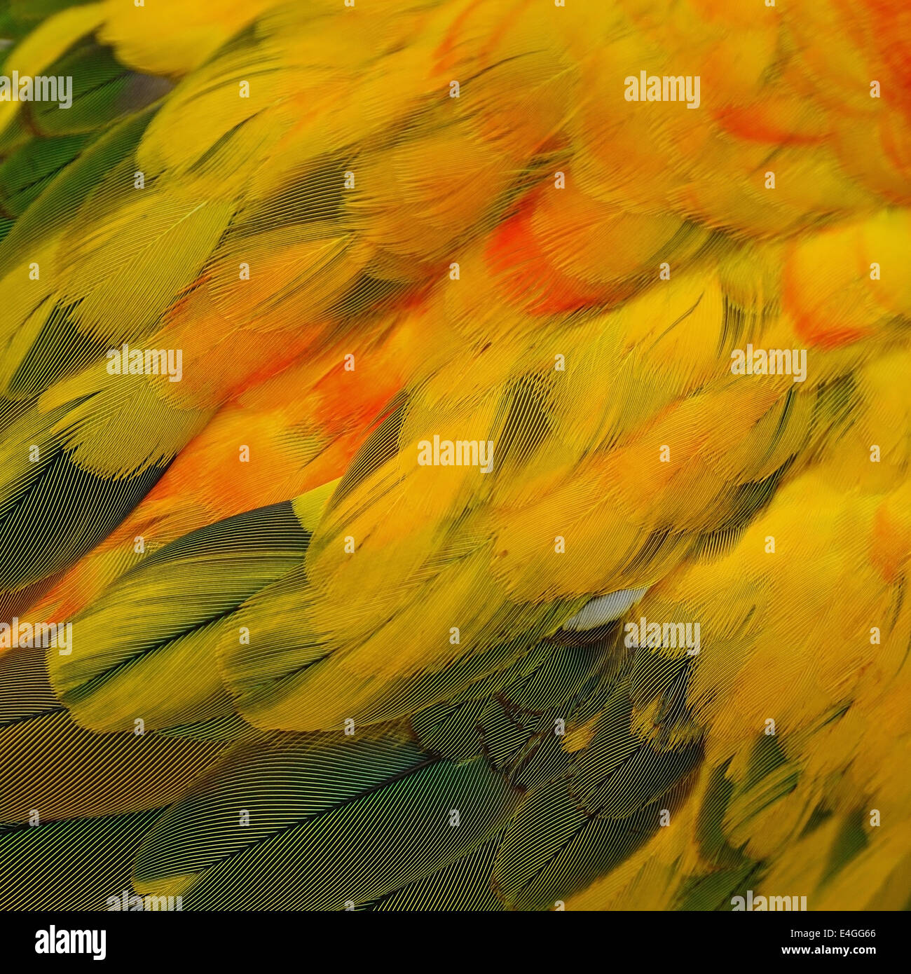 Colorato di giallo e arancione piume di uccelli, Sun Conure piume sfondo texture Foto Stock