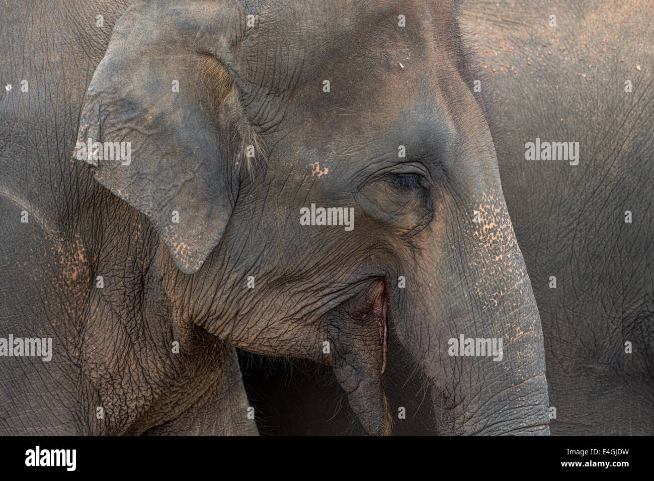 Profilo della testa di un dello Sri Lanka elephant Foto Stock
