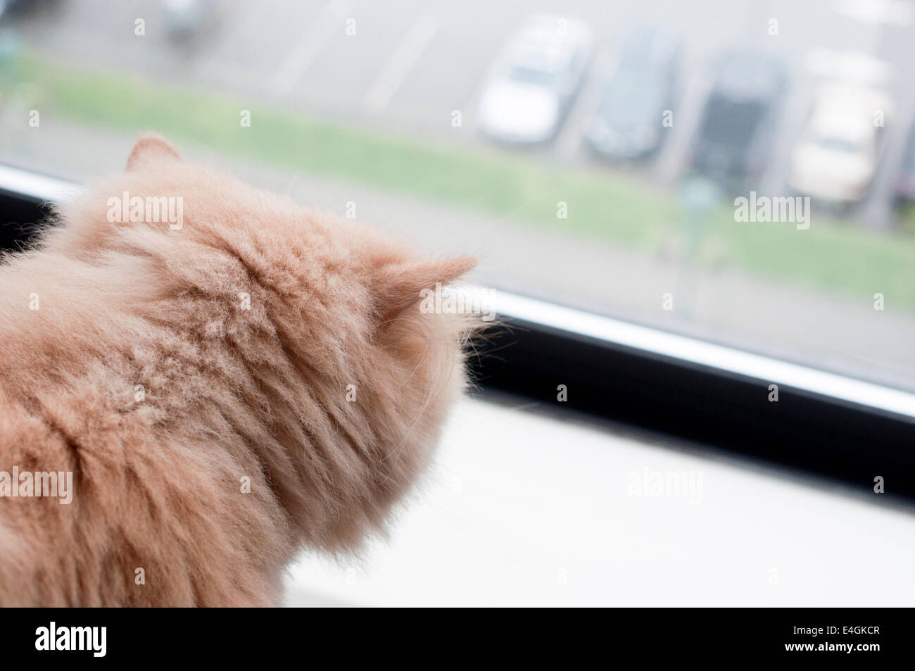 Gatto persiano guardando fuori dalla finestra Foto Stock