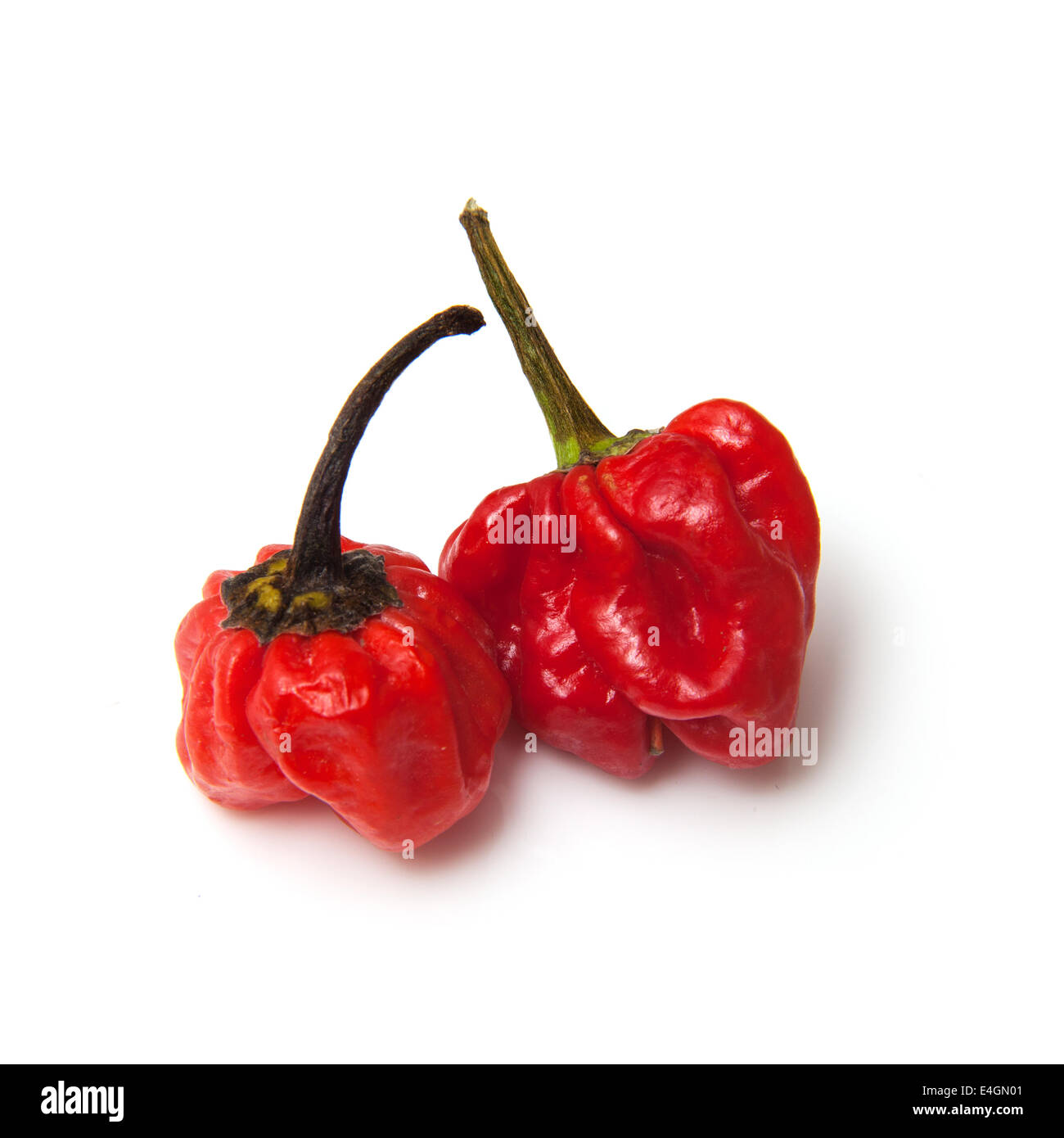 Scotch Bonnet il peperoncino o dei Caraibi peperoni isolato su un bianco di sfondo per studio. Foto Stock