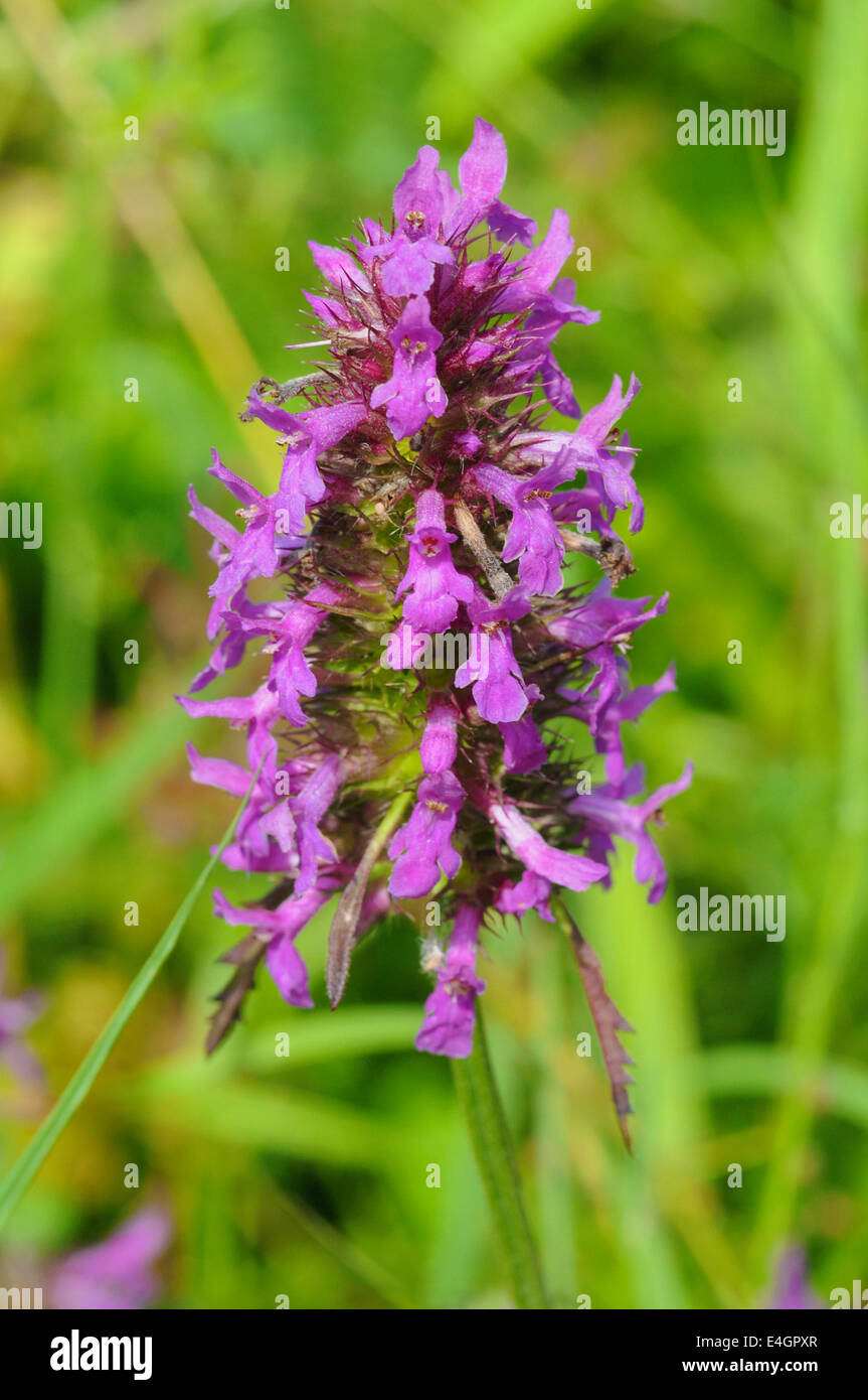 Betony (Stachys officinalis) millefiori utilizzato in passato per le sue proprietà medicinali e 'magical' proprietà come un "tè" o di erbe Foto Stock