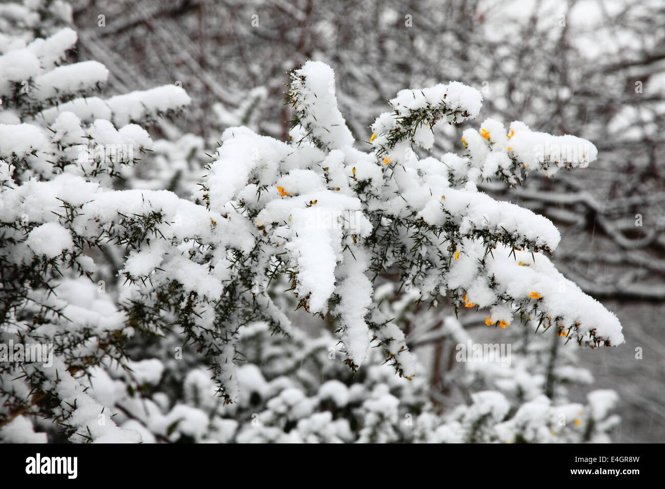 Paesaggio di una pesante caduta di neve su un arbusto e rami di alberi Foto Stock