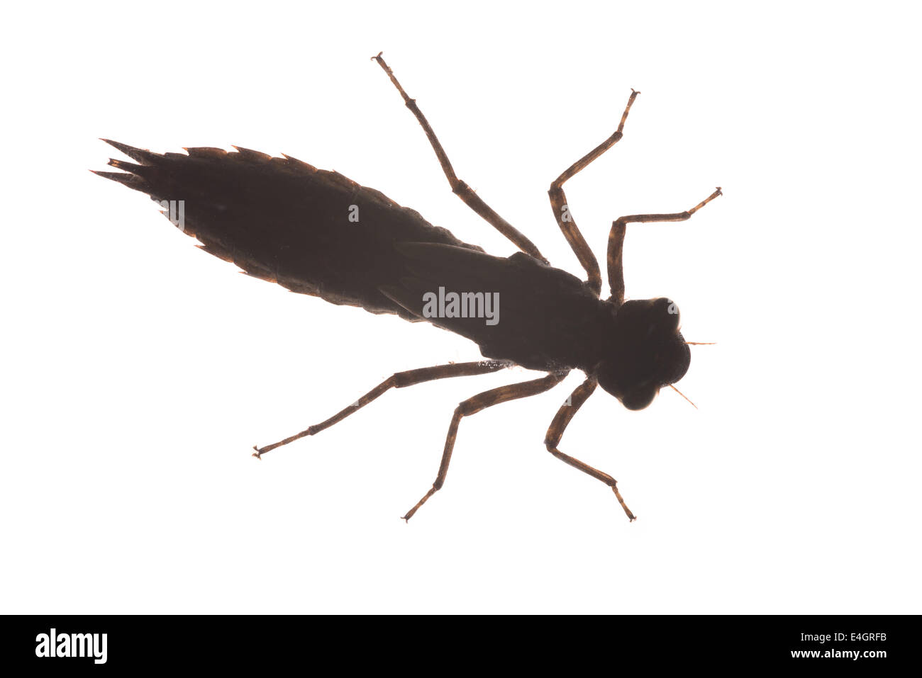 Paura e fobia paura di insetti larve di libellula delineano silhouette della ninfa maturo Foto Stock