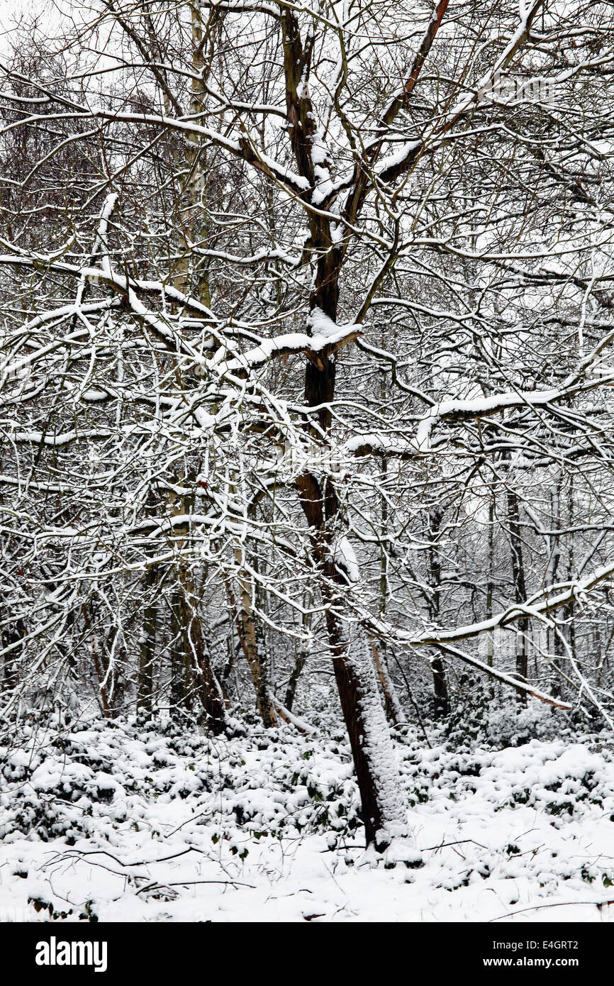 Paesaggio di una pesante caduta di neve su una foresta alberi e arbusti rami Foto Stock