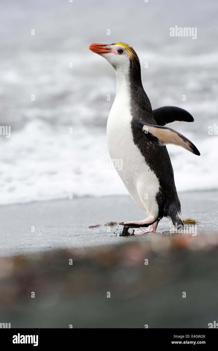 Royal Penguin (Eudyptes schlegeli) passeggiate sulla spiaggia di Macquarie Island, sub acque antartiche di Australia. Foto Stock