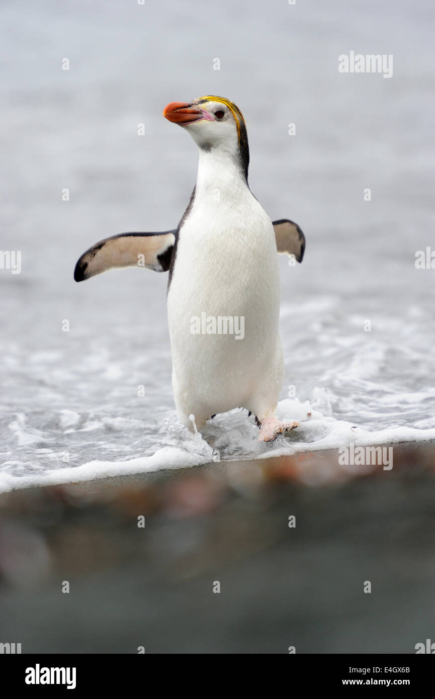 Royal Penguin (Eudyptes schlegeli) passeggiate sulla spiaggia di Macquarie Island, sub acque antartiche di Australia. Foto Stock