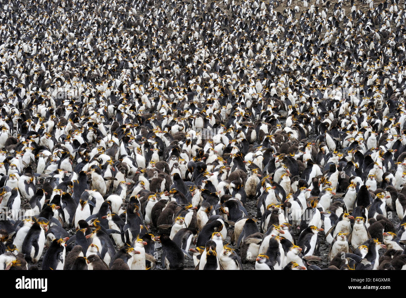 Royal Penguin (Eudyptes schlegeli) Colonia a Macquarie Island, sub acque antartiche di Australia. Foto Stock