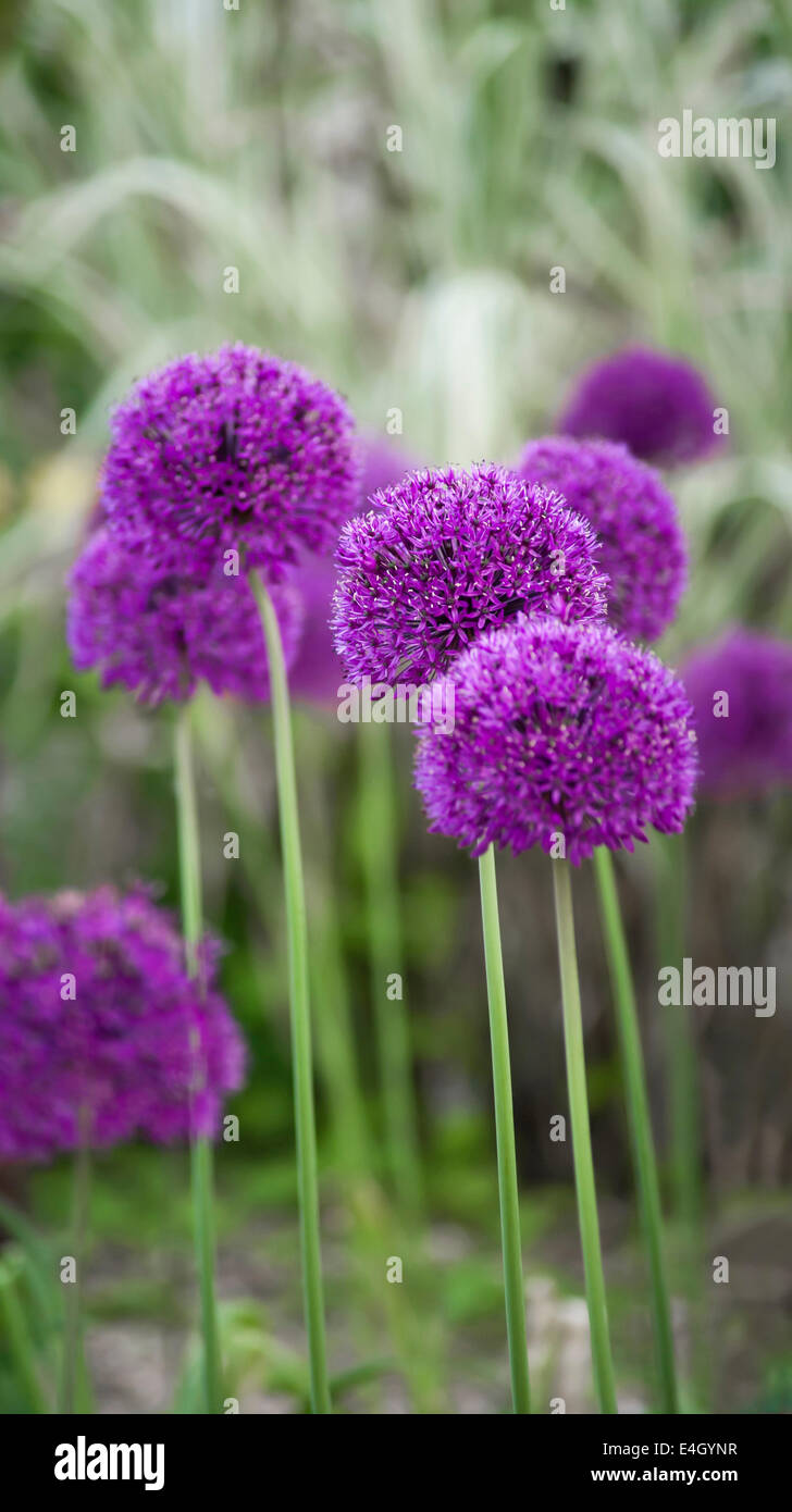 Allium, Allium Hollandicum 'viola sensazione'. Foto Stock