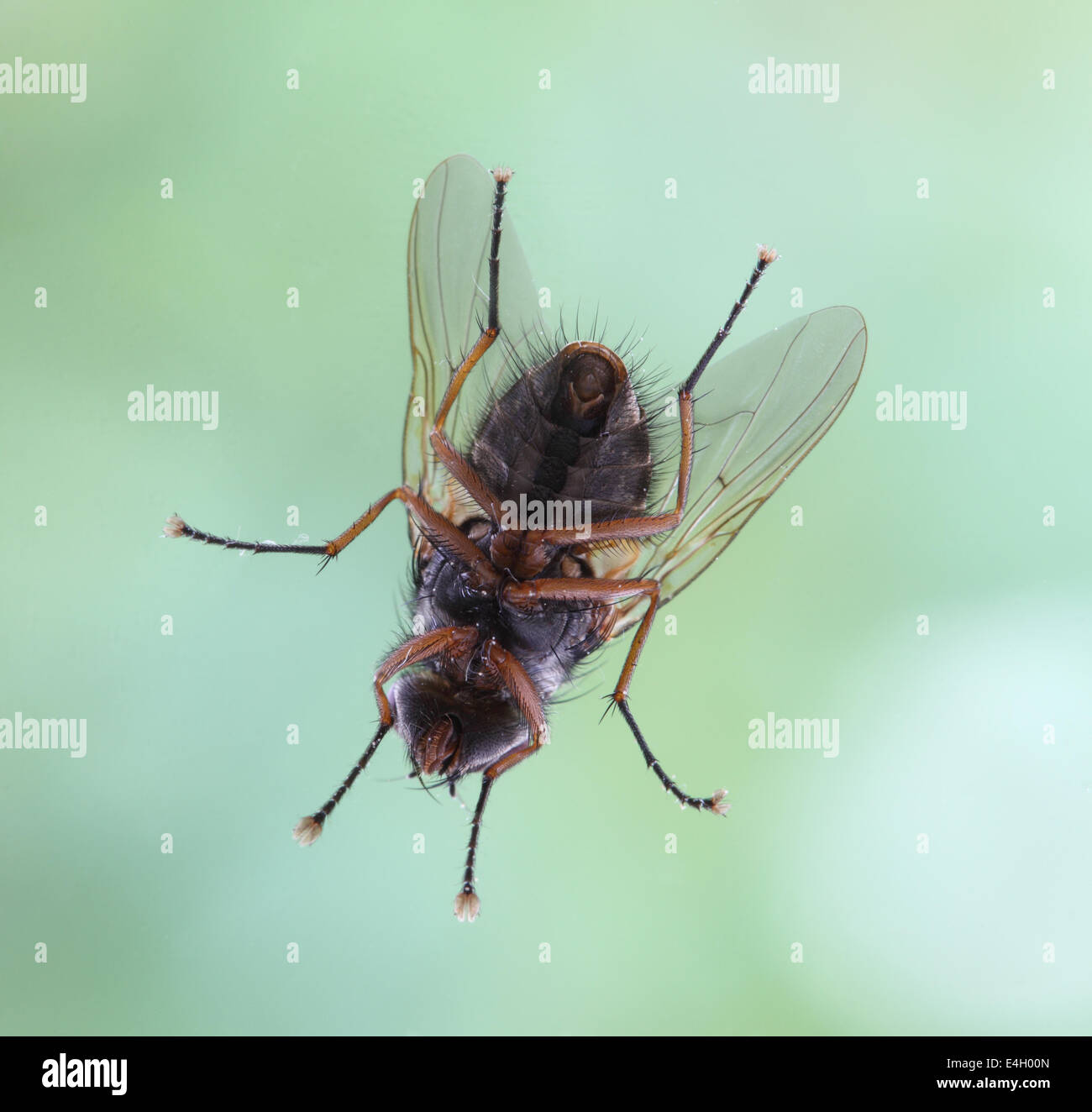 Primo piano di una mosca sul vetro del finestrino Foto Stock