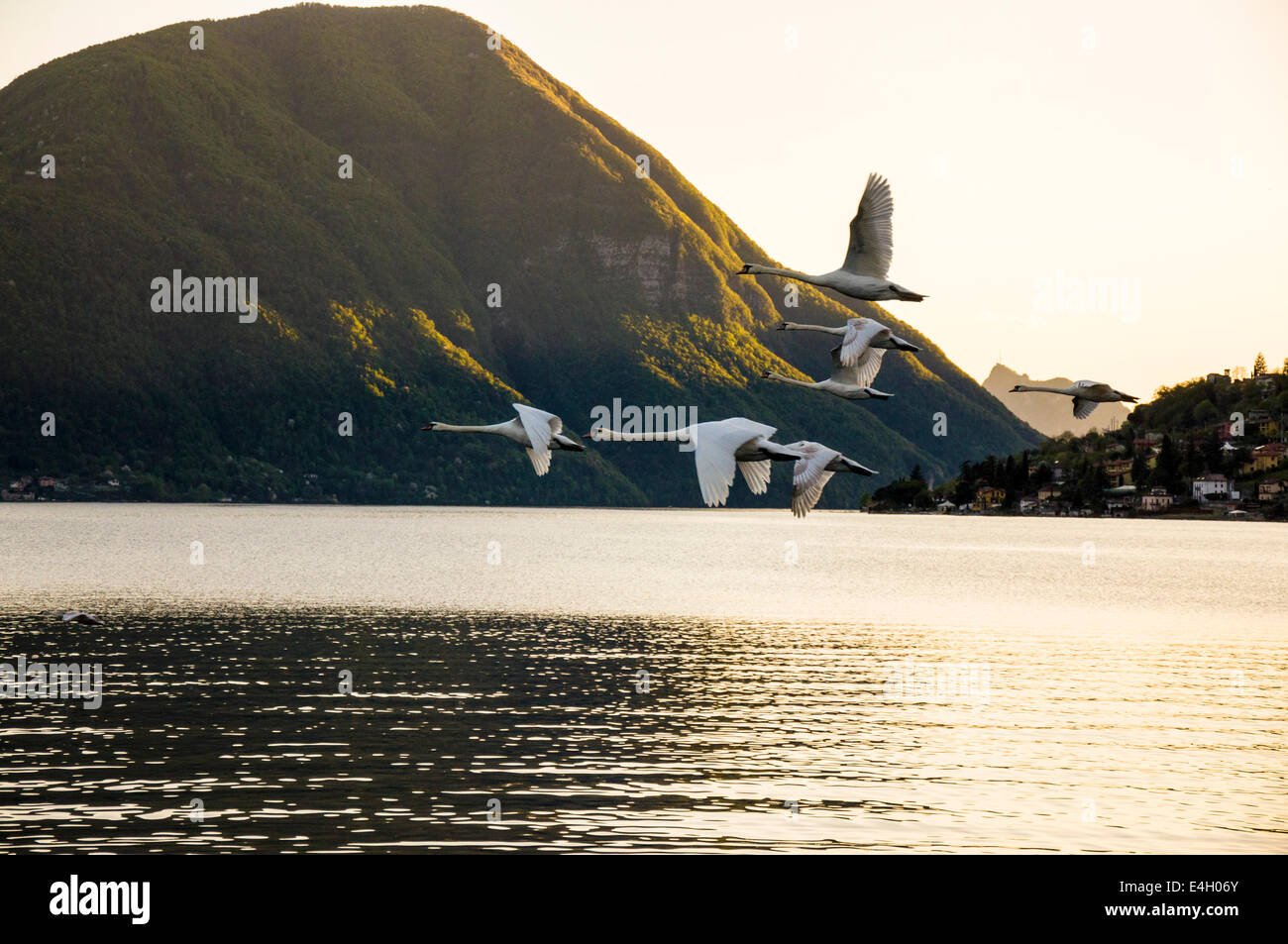 Cigni volare sopra il Lago di Lugano a Porlezza Italia Foto Stock