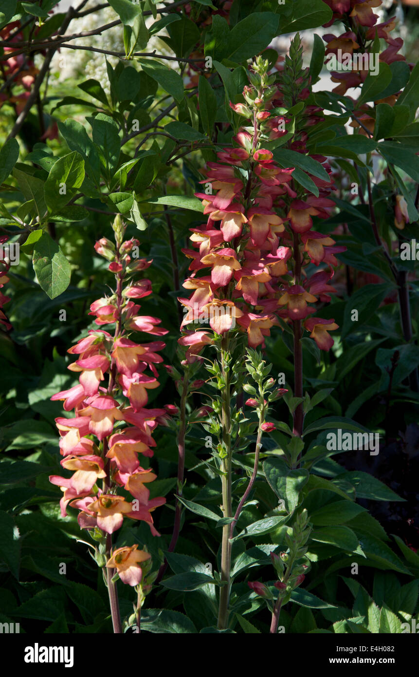 Digitalis "illuminamento rosa', un nuovo soft rosa corallo e foxglove ibrido. Foto Stock