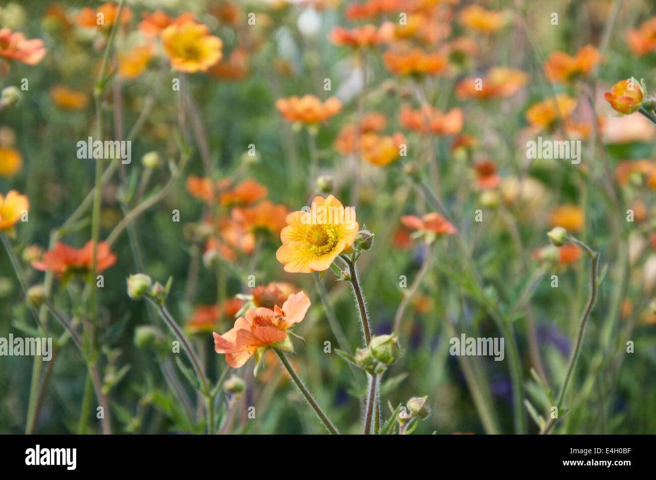 Geum "Totalmente Tangerine' Foto Stock