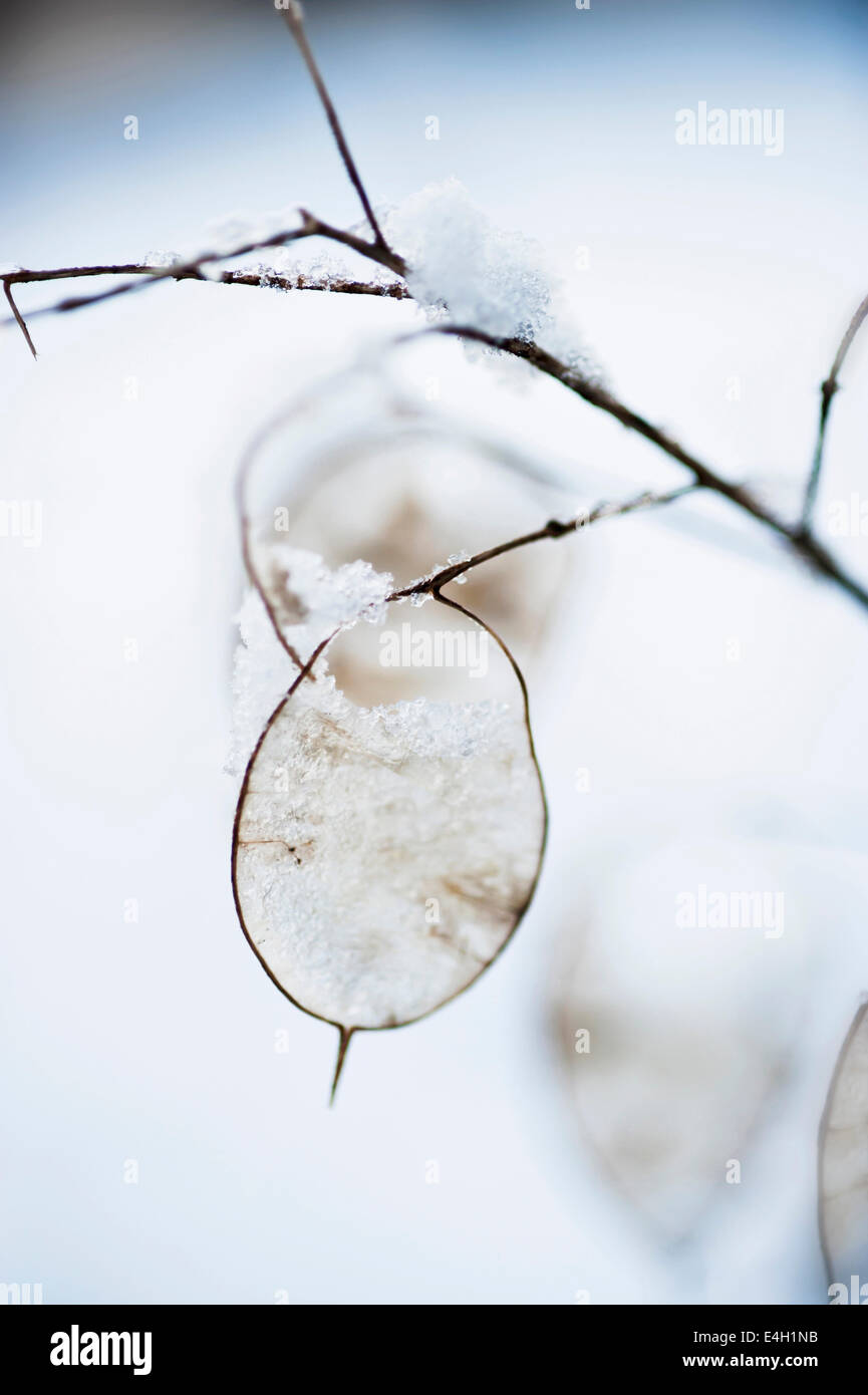 L'onestà, la Lunaria annua. Foto Stock