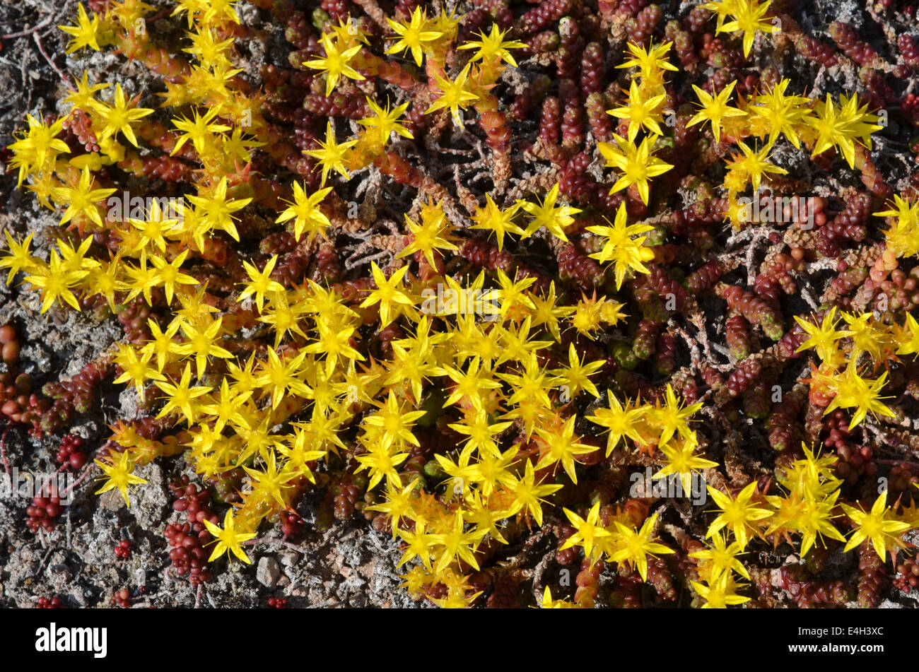Sullo sfondo di un fiore giallo piante stonecrop Foto Stock