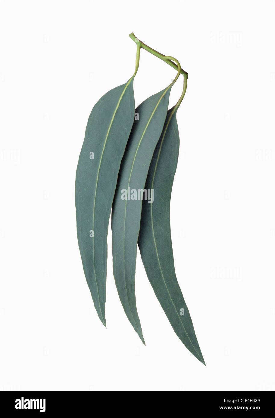 Eucalipto, Eucalyptus globulus. Foto Stock