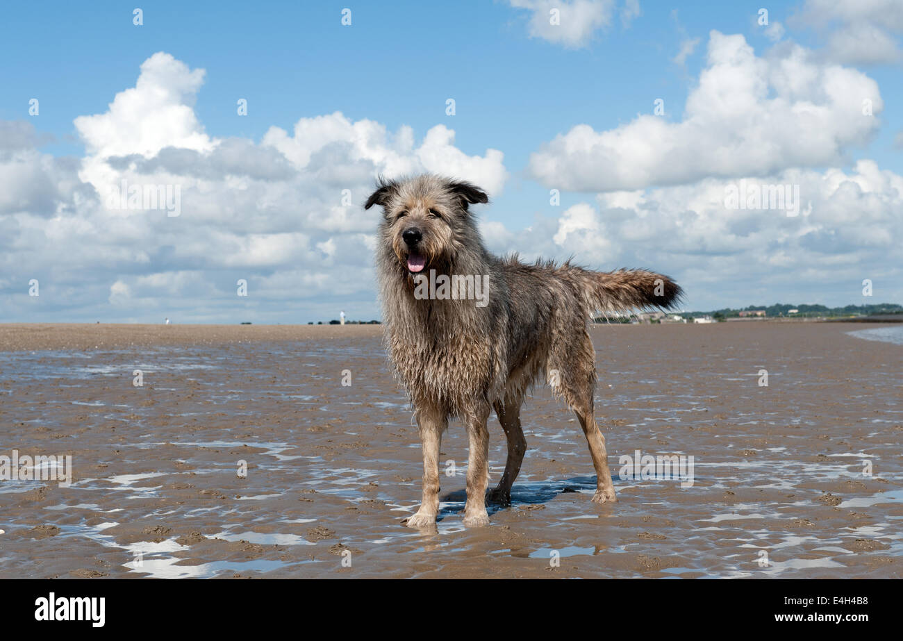 Irish Wolfhound sulla spiaggia Foto Stock