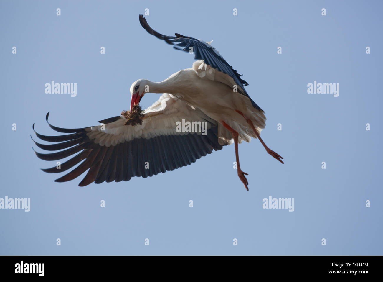 Cicogna bianca (Ciconia ciconia). La nidificazione sulla cima di un camino. Sala Thrigby Wildlife Gardens, Filby, Great Yarmouth, Norfolk. Foto Stock
