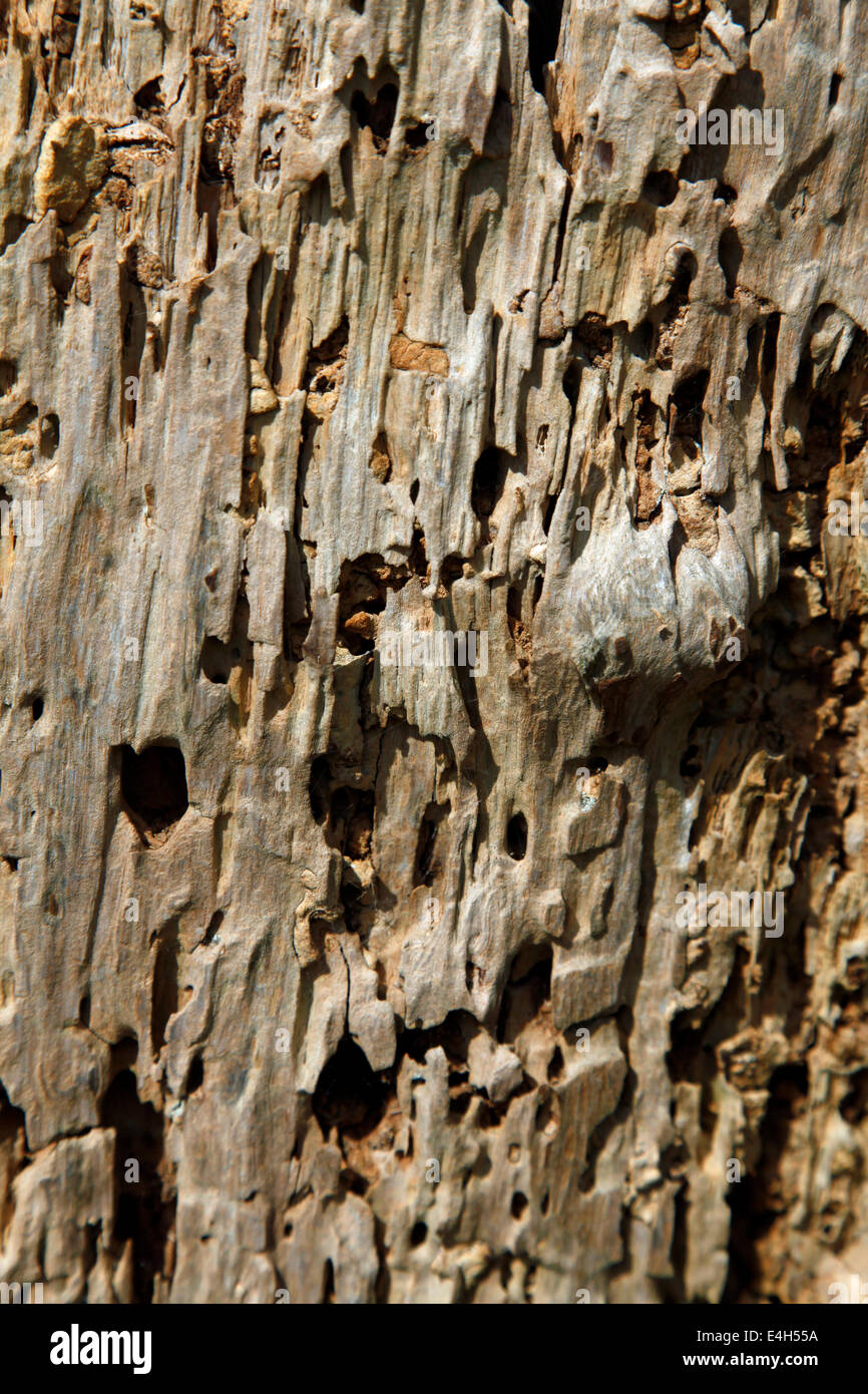 Close up di legno marcio, mostrando decadimento e cunicoli di insetto Foto Stock