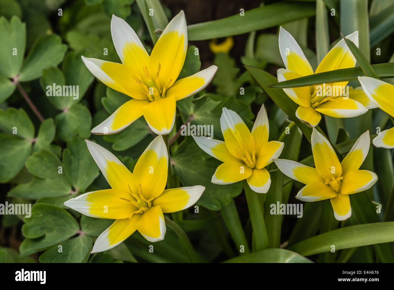 Fiore di tulip botanica, lat.Tulipa botaniche Foto Stock