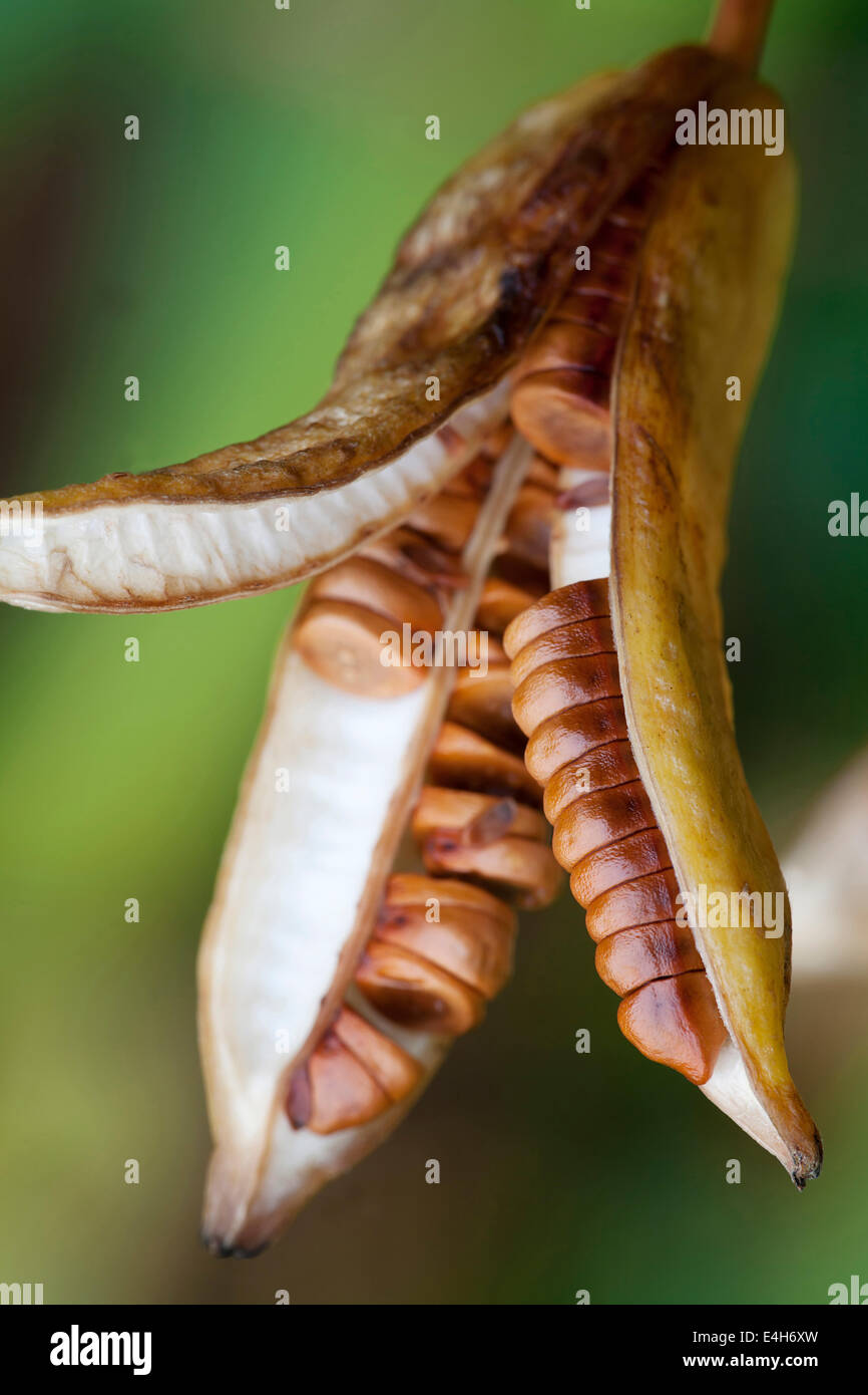 Iris, bandiera gialla iris, Iris pseudacorus. Foto Stock