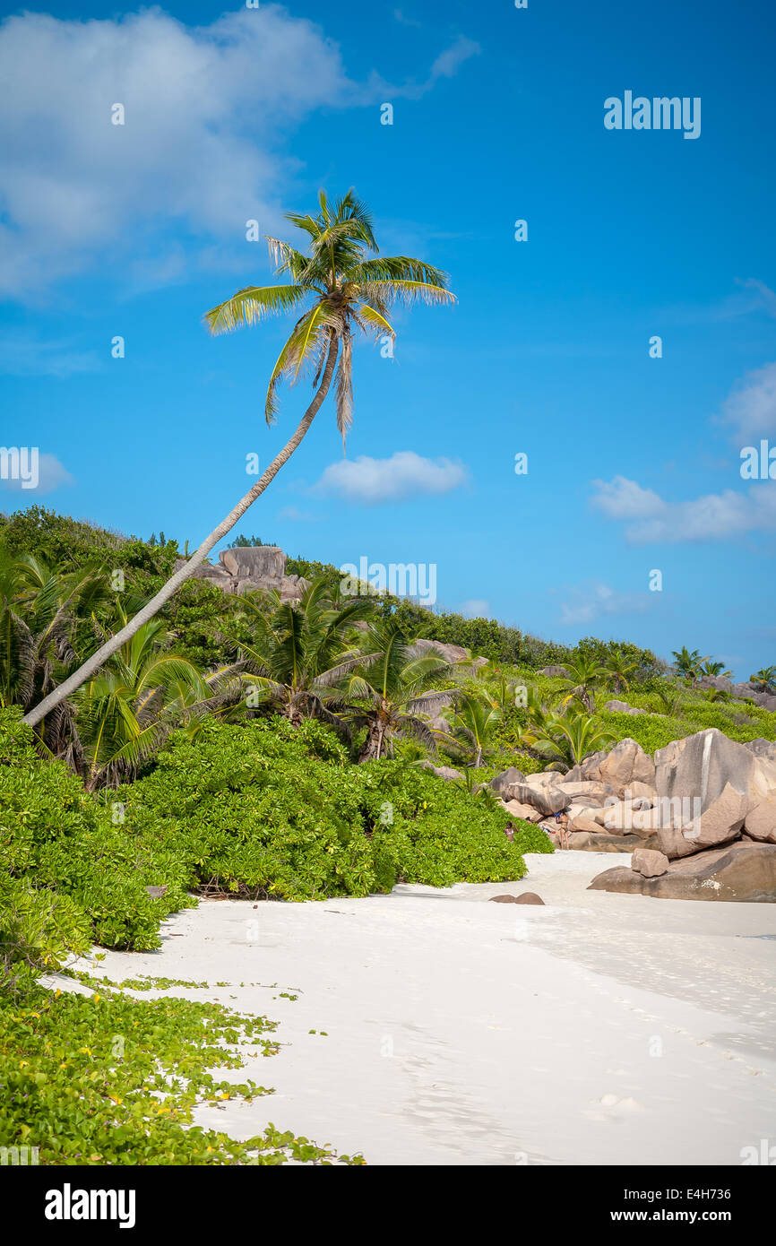 Solo Palm Tree in un paradiso tropicale Beach Foto Stock