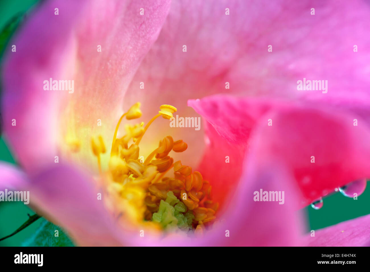 Rosa , Rosa "SUMMER BREEZE". Foto Stock