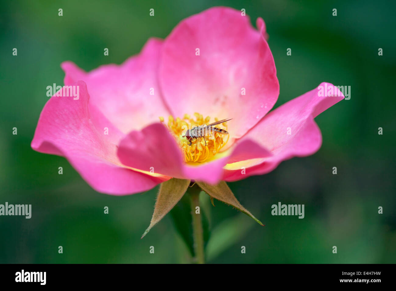 Rosa , Rosa "SUMMER BREEZE". Foto Stock