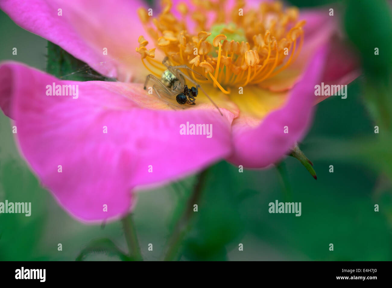 Rosa , Rosa "SUMMER BREEZE". Foto Stock