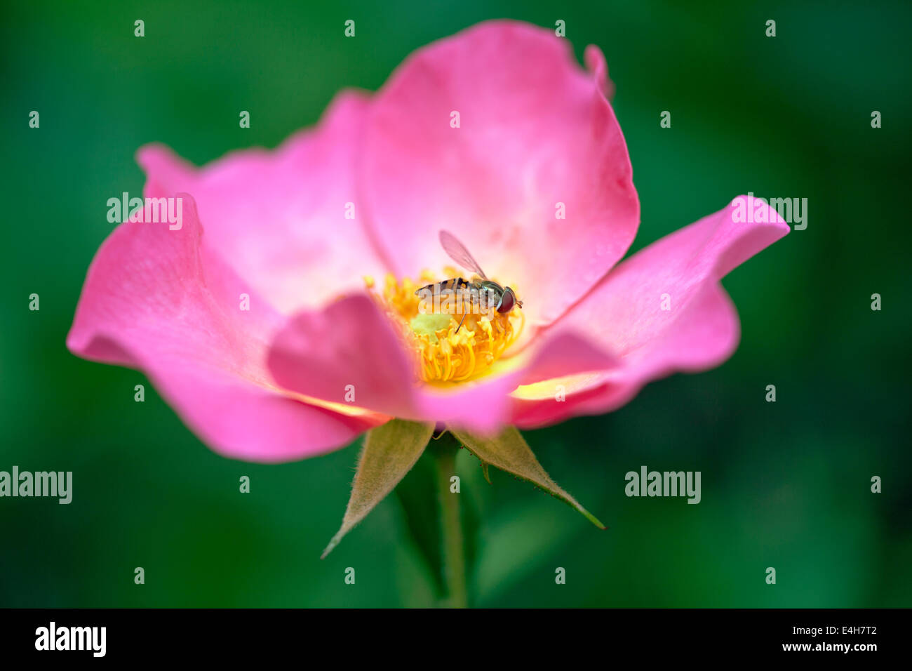 Rosa , Rosa "SUMMER BREEZE". Foto Stock